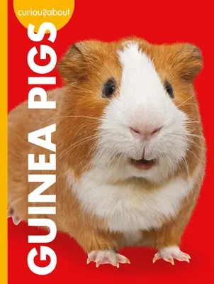 Curiosidad por las cobayas - Curious about Guinea Pigs