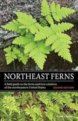 Helechos del Noreste - Northeast Ferns