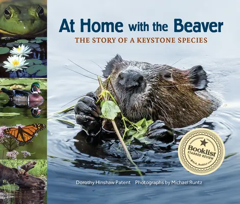 En casa con el castor: La historia de una especie clave - At Home with the Beaver: A Story of a Keystone Species