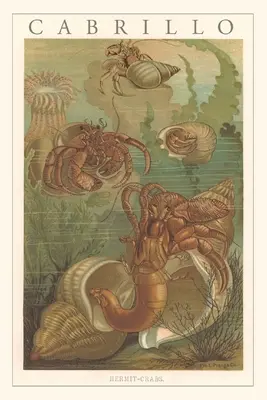 Diario Vintage Cabrillo, cangrejos ermitaños - Vintage Journal Cabrillo, Hermit Crabs