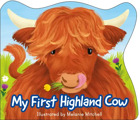 Mi primera vaca de las Highlands - My First Highland Cow