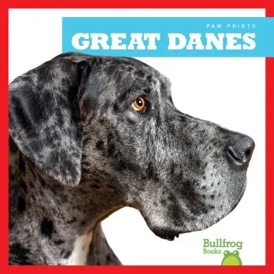 Grandes daneses - Great Danes