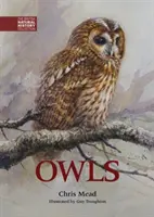 Búhos - Owls