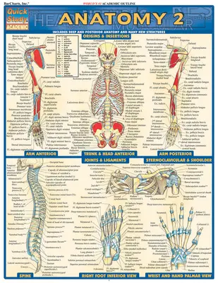 Anatomía 2 - Guía de referencia - Anatomy 2 - Reference Guide