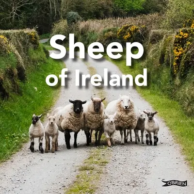 Ovejas de Irlanda - Sheep of Ireland