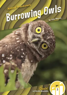 Búhos de madriguera - Burrowing Owls