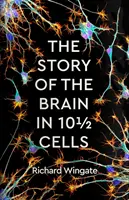 Historia del cerebro en 101/2 células - Story of the Brain in 101/2 Cells