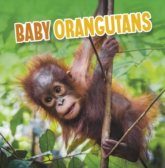 Orangutanes bebés - Baby Orangutans