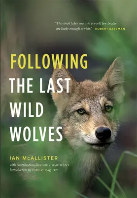 Tras los últimos lobos salvajes - Following the Last Wild Wolves