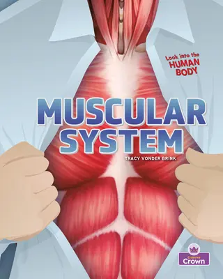 Sistema muscular - Muscular System