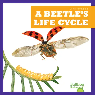 El ciclo vital de un escarabajo - A Beetle's Life Cycle