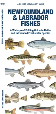 Peces de Terranova y Labrador: Guía plegable impermeable de especies de agua dulce autóctonas e introducidas - Newfoundland & Labrador Fishes: A Waterproof Folding Guide to Native and Introduced Freshwater Species