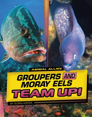 Los meros y las morenas hacen equipo - Groupers and Moray Eels Team Up!