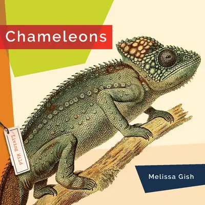 Camaleones - Chameleons