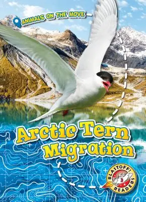 Migración del charrán ártico - Arctic Tern Migration