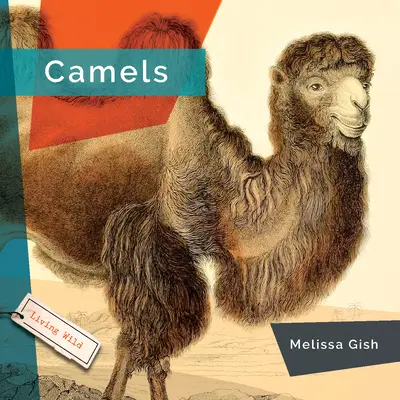 Camellos - Camels