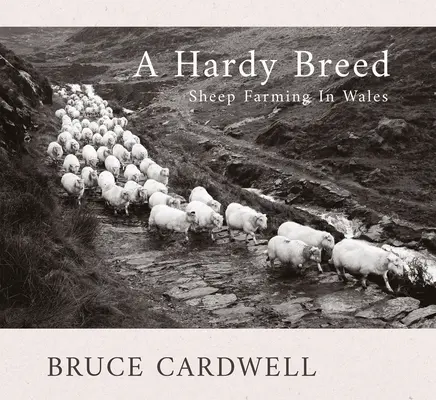 Una raza resistente: la ganadería ovina en Gales - A Hardy Breed: Sheep Farming in Wales