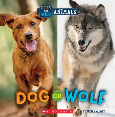 Perro o lobo (Mundo salvaje: Mascotas y animales salvajes) - Dog or Wolf (Wild World: Pets and Wild Animals)