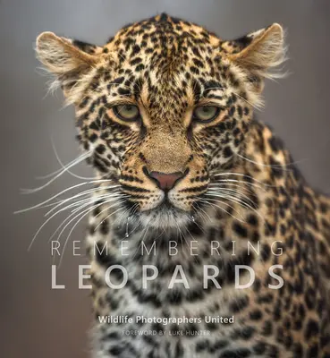 Recordando a los leopardos - Remembering Leopards