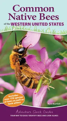 Abejas Autóctonas Comunes del Oeste de Estados Unidos: Su manera de identificar fácilmente las abejas y sus semejantes - Common Native Bees of the Western United States: Your Way to Easily Identify Bees and Look-Alikes