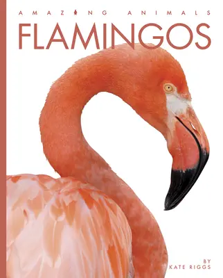 Flamencos - Flamingos