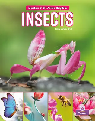 Insectos - Insects