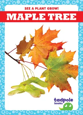 Árbol de arce - Maple Tree