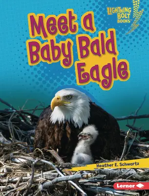 Conozca a una cría de águila calva - Meet a Baby Bald Eagle