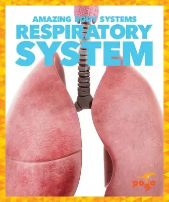 Sistema Respiratorio - Respiratory System