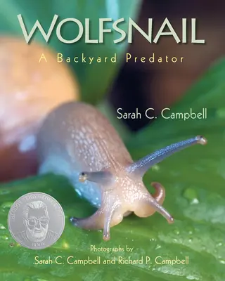 Caracol lobo: Un depredador doméstico - Wolfsnail: A Backyard Predator