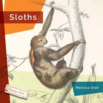 Perezosos - Sloths