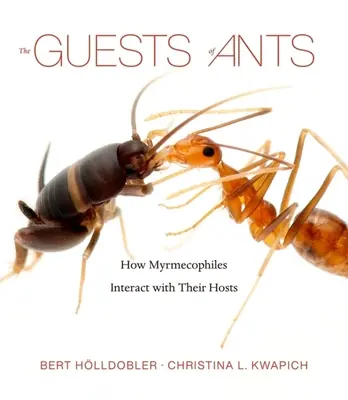 Los huéspedes de las hormigas: Cómo interactúan los mirmecófilos con sus huéspedes - The Guests of Ants: How Myrmecophiles Interact with Their Hosts