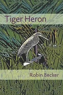 Garza tigre - Tiger Heron