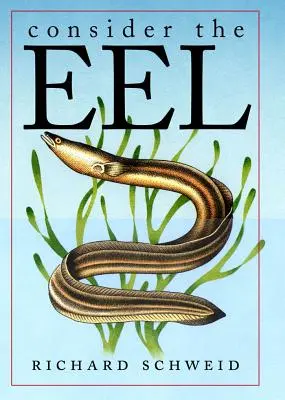 La anguila - Consider the Eel