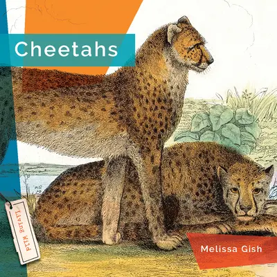 Guepardos - Cheetahs