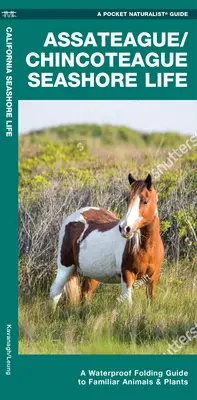 Assateague/Chincoteague Seashore Life - Guía plegable impermeable de animales y plantas conocidos - Assateague/Chincoteague Seashore Life - A Waterproof Folding Guide to Familiar Animals & Plants