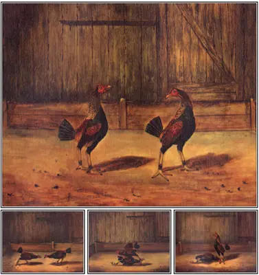 Cría y manejo de gallos de pelea - The Breeding and Management of Fighting Cocks