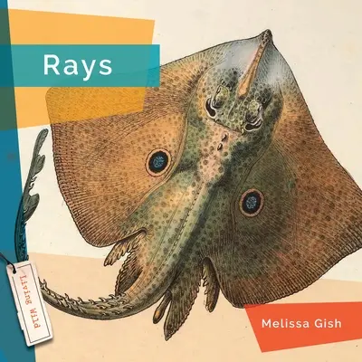 Rayas - Rays