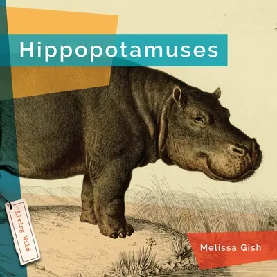 Hipopótamos - Hippopotamuses