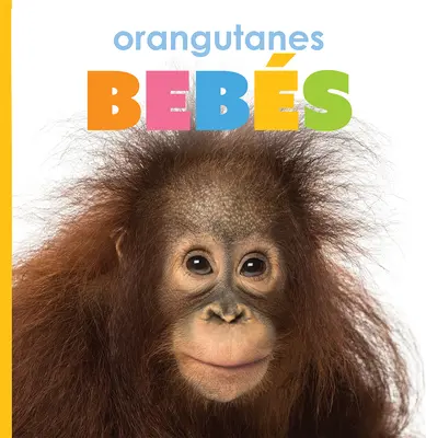 Orangutanes Bebs