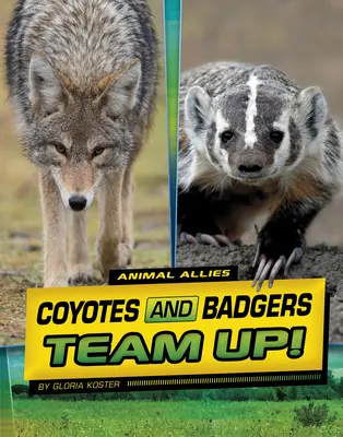 Los coyotes y los tejones hacen equipo - Coyotes and Badgers Team Up!