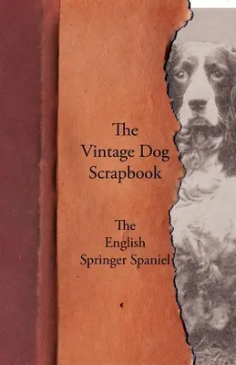 The Vintage Dog Scrapbook - El Springer Spaniel Inglés - The Vintage Dog Scrapbook - The English Springer Spaniel