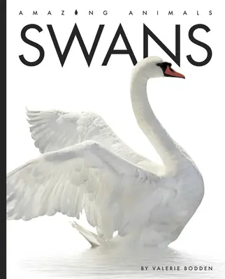 Cisnes - Swans