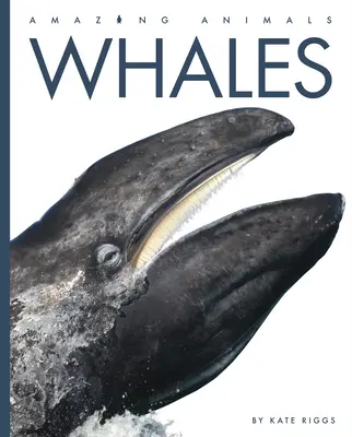 Ballenas - Whales