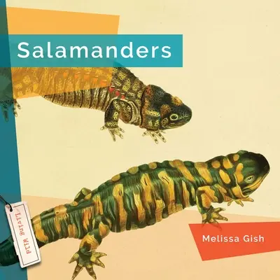 Salamandras - Salamanders