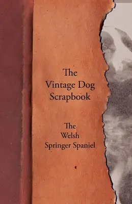 The Vintage Dog Scrapbook - El Springer Spaniel galés - The Vintage Dog Scrapbook - The Welsh Springer Spaniel