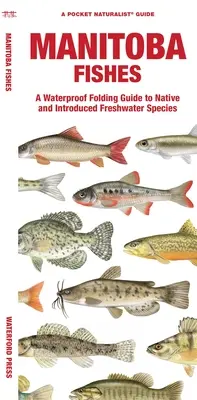 Peces de Manitoba: A Waterproof Folding Guide to Native and Introduced Freshwater Species (en inglés) - Manitoba Fishes: A Waterproof Folding Guide to Native and Introduced Freshwater Species