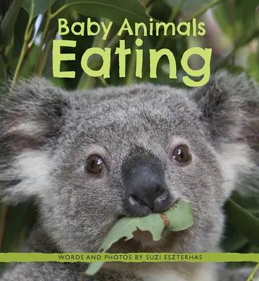 Bebés comiendo - Baby Animals Eating