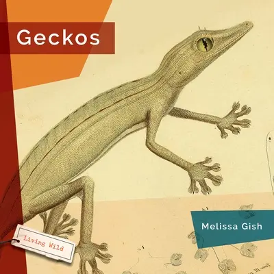 Salamanquesas - Geckos