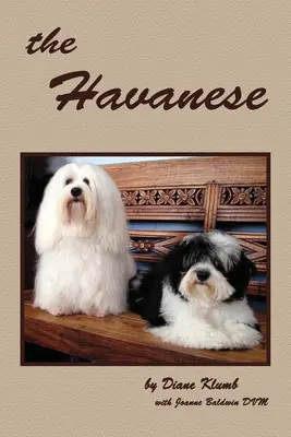 El habanero - The Havanese